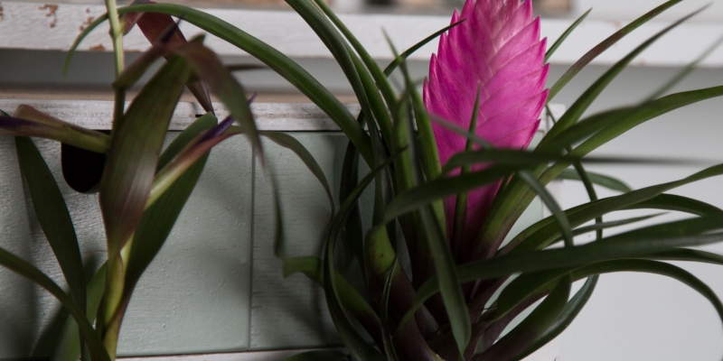 Tillandsia in jouw eigen urban jungle
