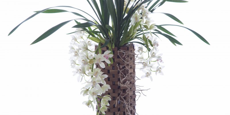 Beautiful Cymbidium in wooden container