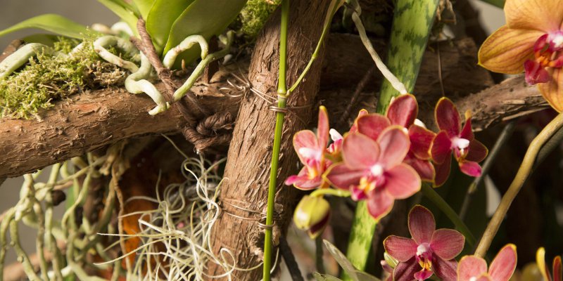 close up Secret Orchid Garden design van Klaus Wagener