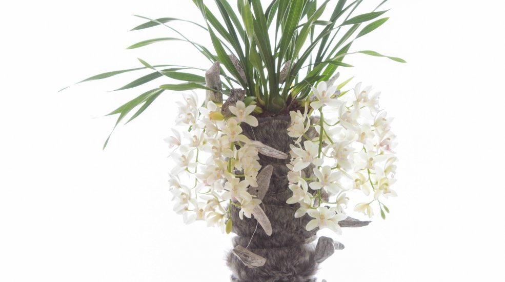 cymbidium in fake fur