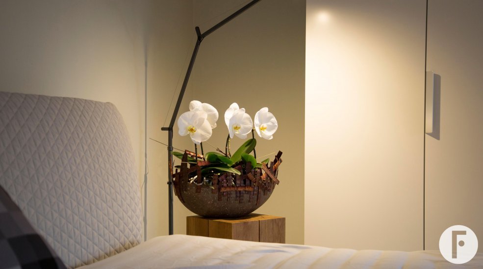 phalaenopsis singalo in bedroom