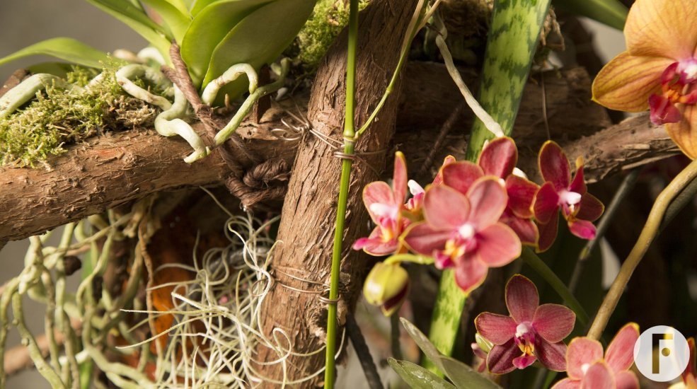 klaus wagener secret orchid garden close 2 626