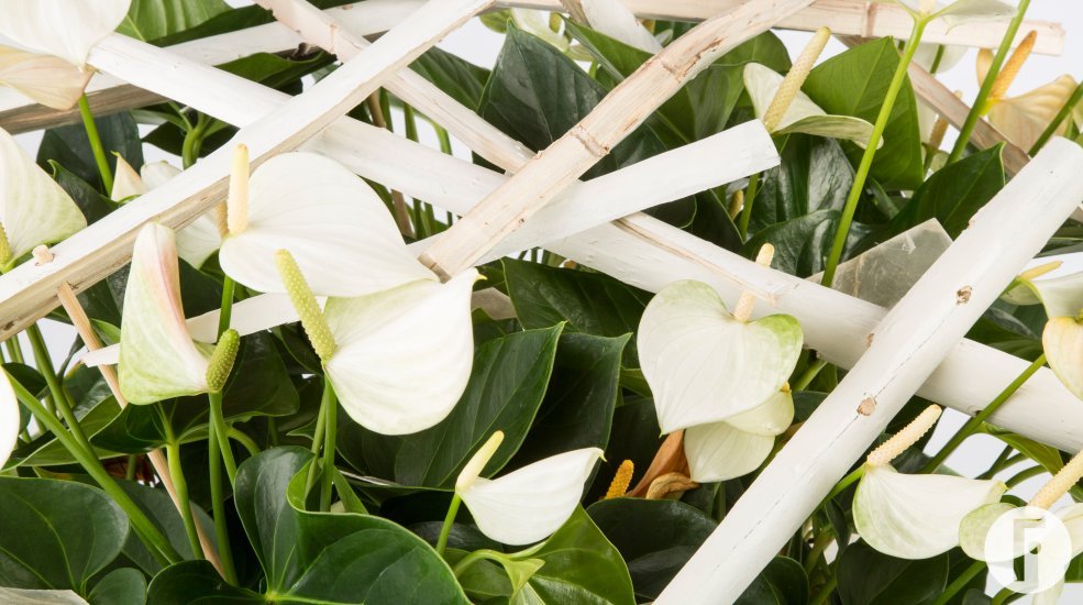 plant arrangement Adio Fuerte Planta Flower Factor