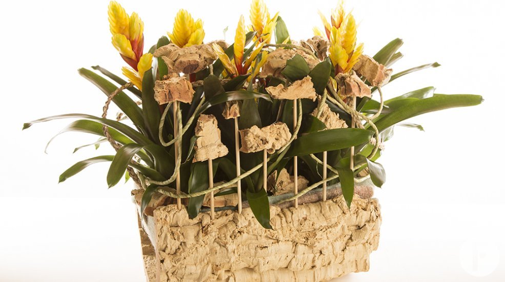 bromelia9
