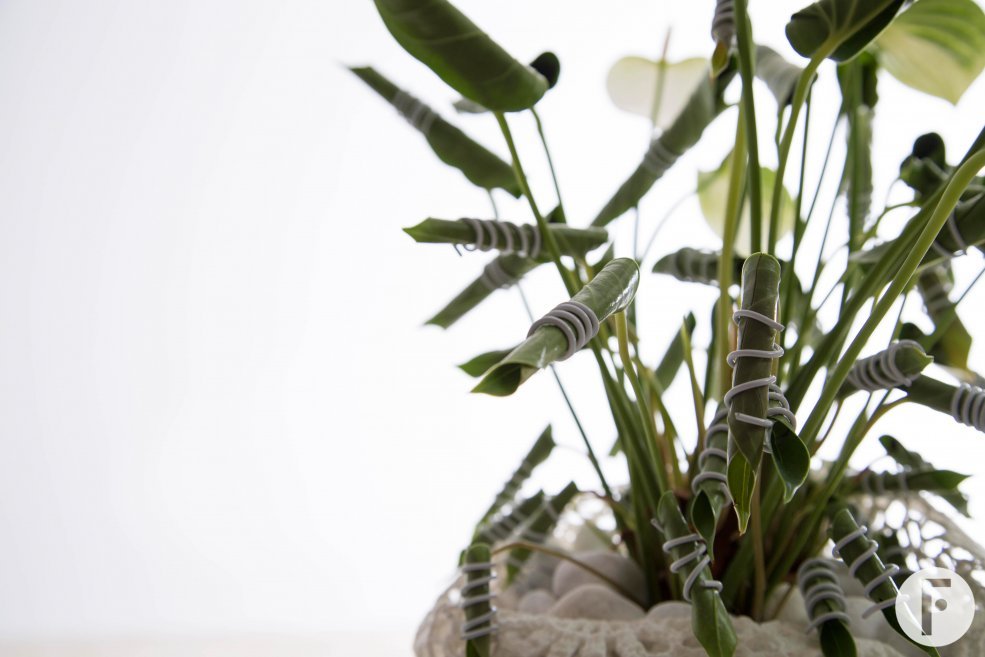 idea plant arrangement Anthurium Flower Factor close up