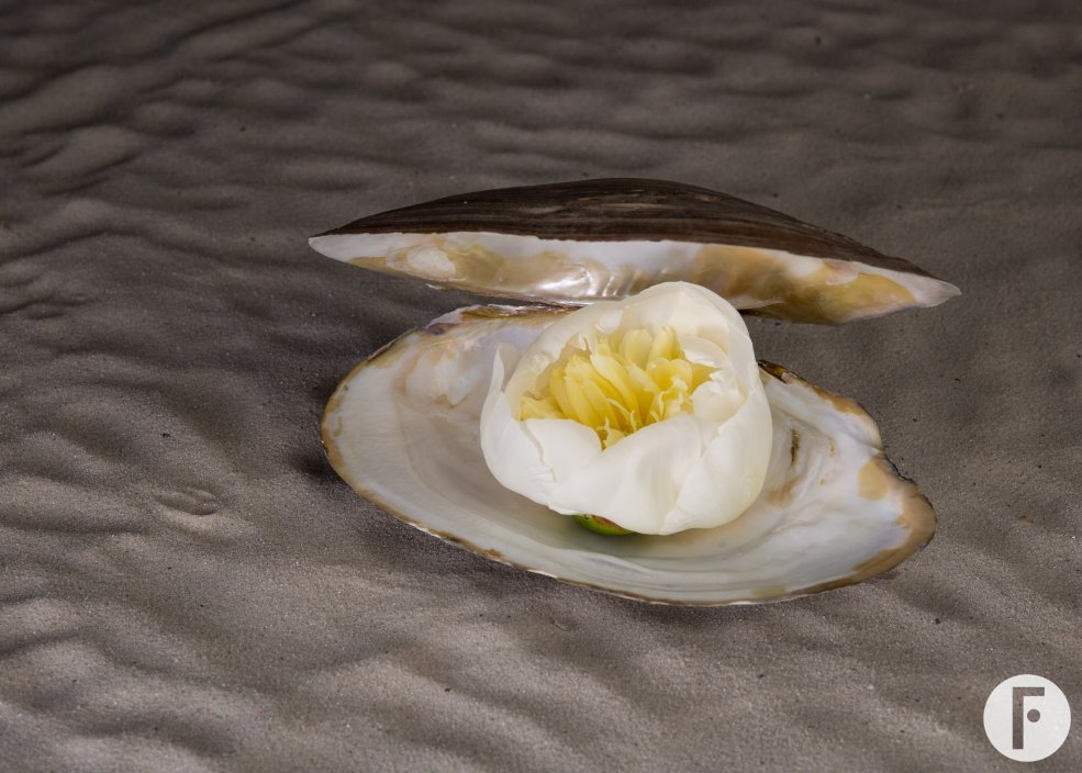 mypeony natures luxury 2