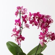 Phalaenopsis