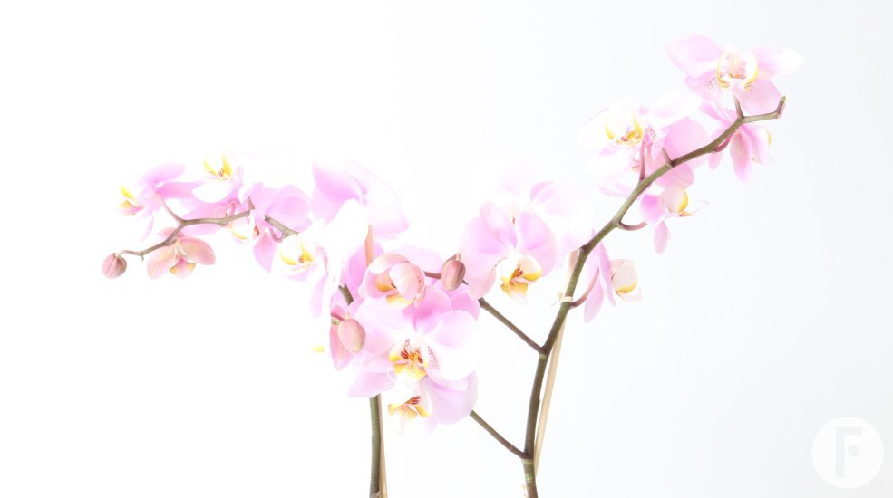 Phalaenopsis