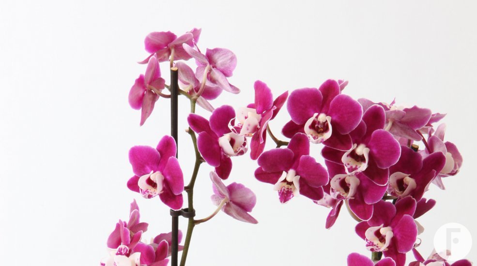 Phalaenopsis dark pink