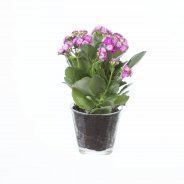 Kalanchoe fuchsia2