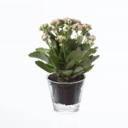 Kalanchoe