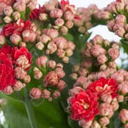 Kalanchoe rood - Close up