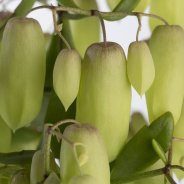 Kalanchoe 'Magic Bells' close up