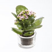 Kalanchoe lila