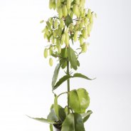 Kalanchoë