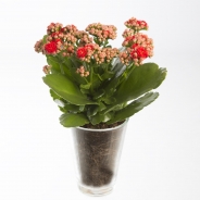 Kalanchoe