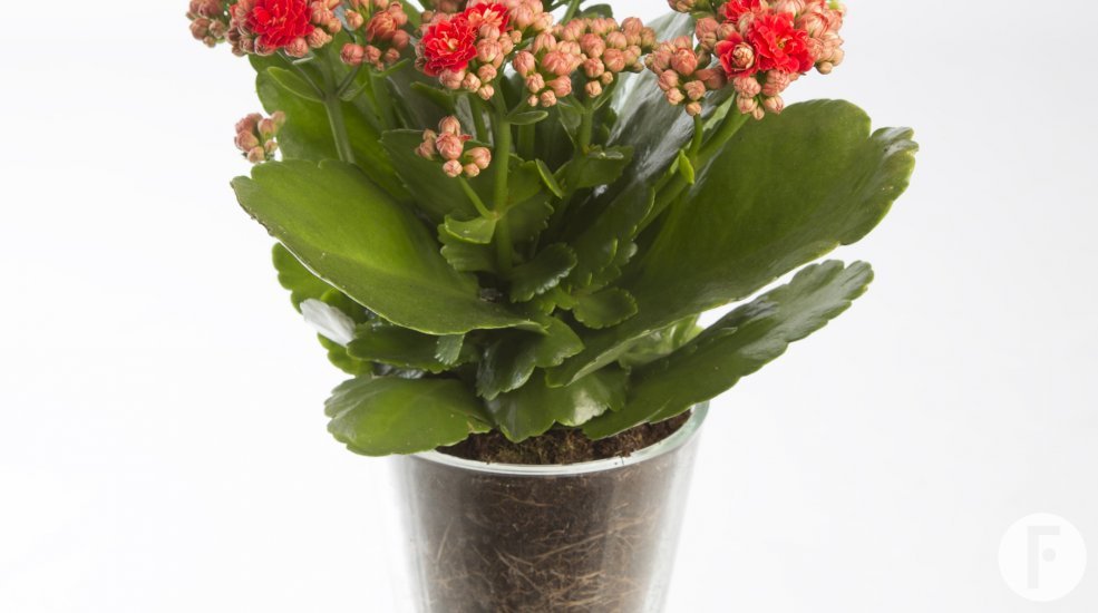 Kalanchoe rood