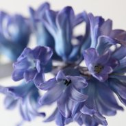 Hyacinth Blue