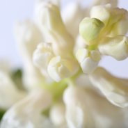 Hyacinth White