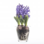 Hyacinth in pot