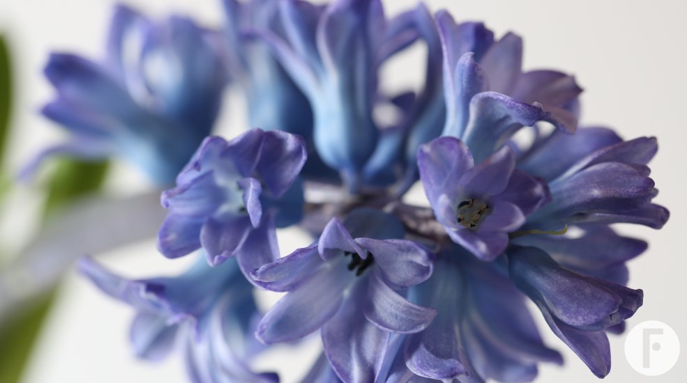 Hyacinth Blue