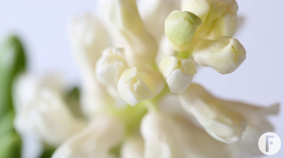 Hyacinth White