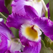 4.1.Dendrobiumnobile