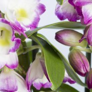 6.1.Dendrobiumnobile