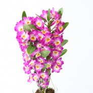 IMG 4687Dendrobium Nobile Star Class Akatsuki 12 De Hoog Orchideeen