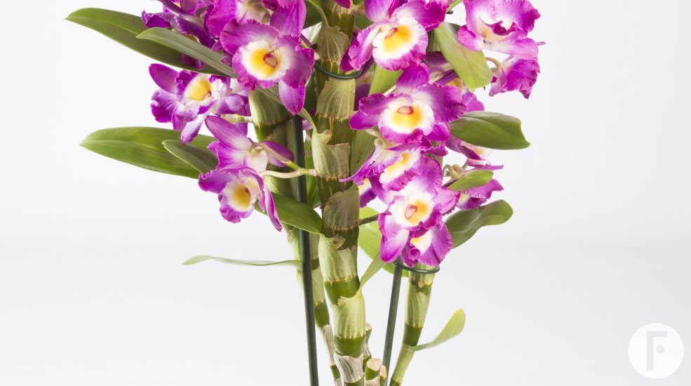 4.Dendrobiumnobile