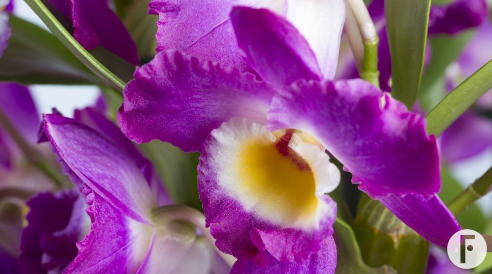 4.1.Dendrobiumnobile