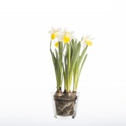 Daffodil (Lent lily)