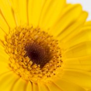 16a Germini Bison Gold