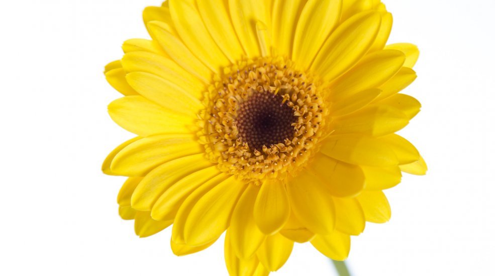 16b Germini Bison Gold