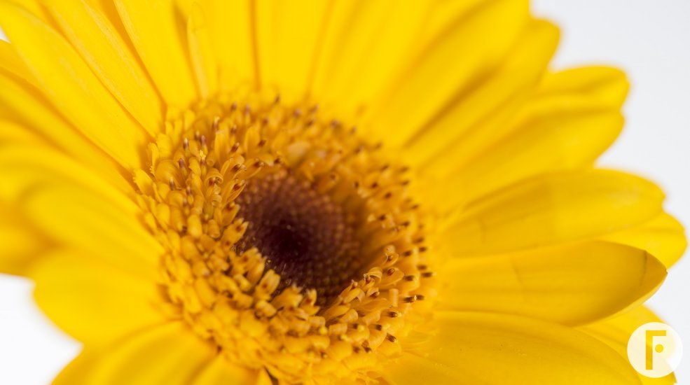 16a Germini Bison Gold