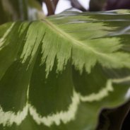 Calathea roseopicta1