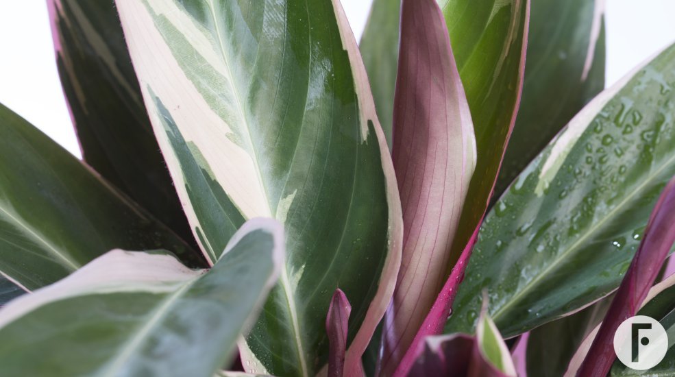 Calathea Triostar 1