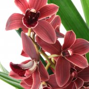 IMG 4685Cymbidium Orchidiva close up