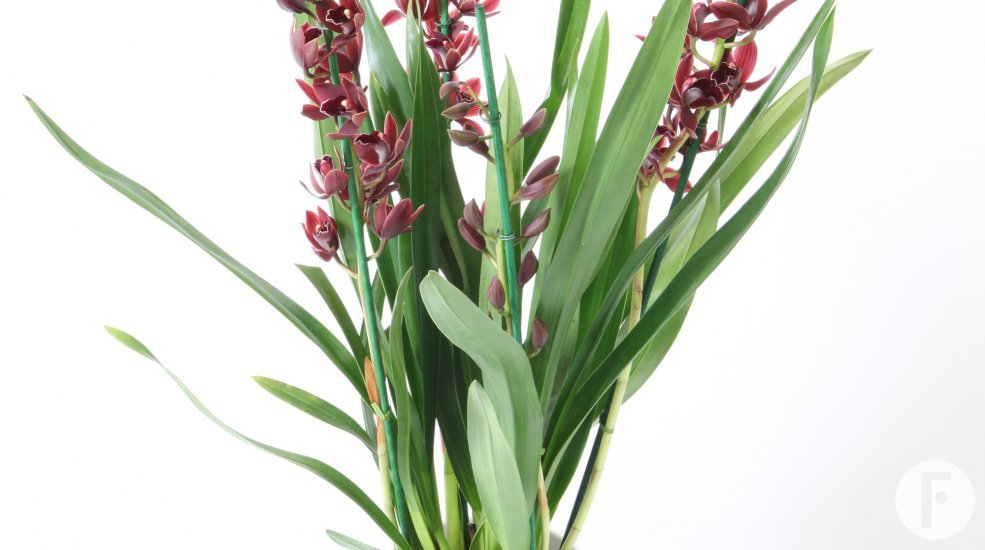 Cymbidium dark pink