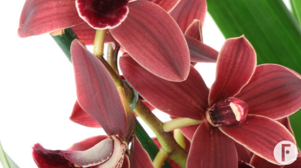 IMG 4685Cymbidium Orchidiva close up