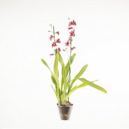 Oncidium2a