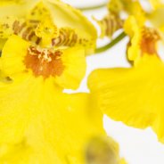 Oncidium1