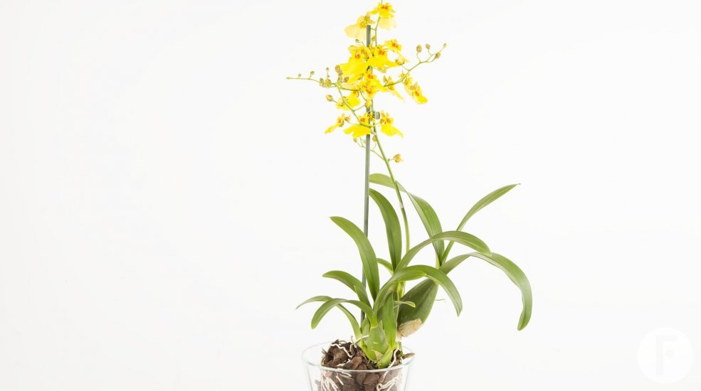 Oncidium1a