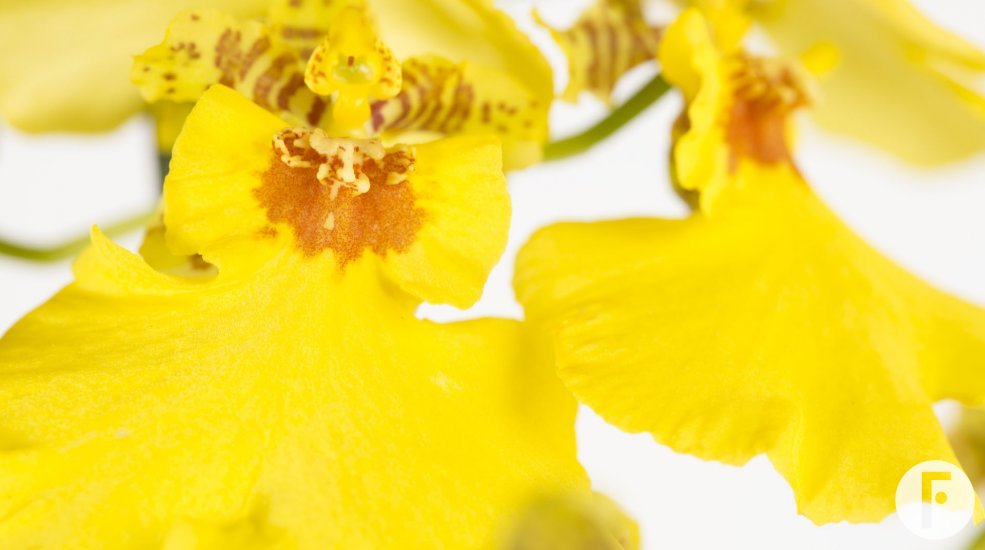Oncidium1