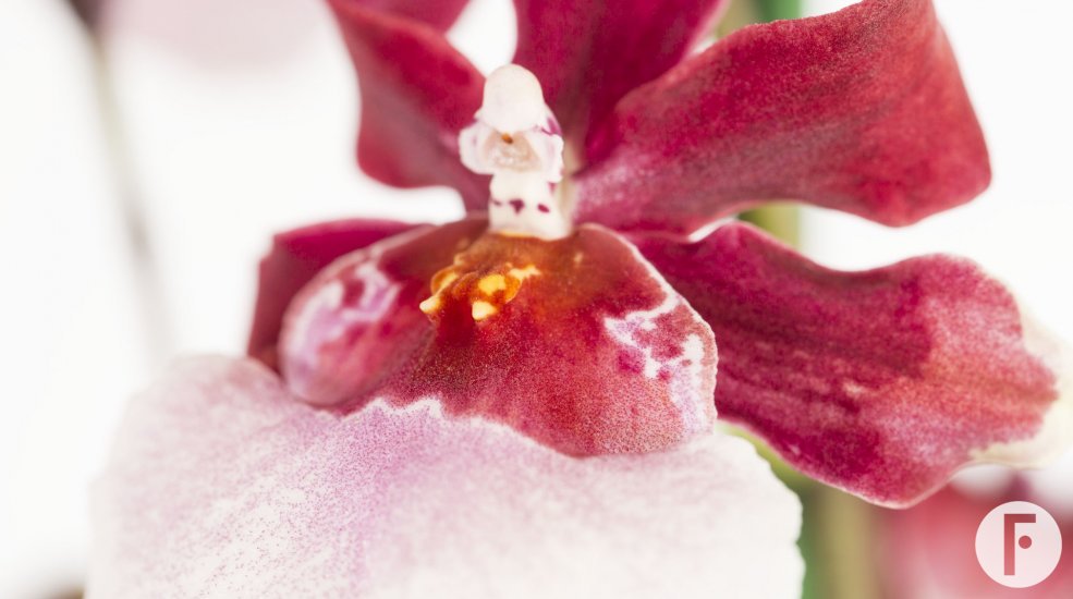 Oncidium2