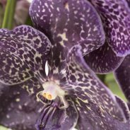 Vanda