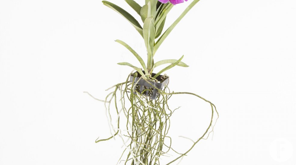 Vanda1a