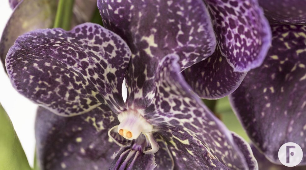 Vanda4