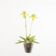 Phaphiopedilum - Venusschoentje