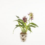 Zygopetalum3a